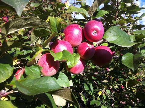 Barkley's Apple Orchard